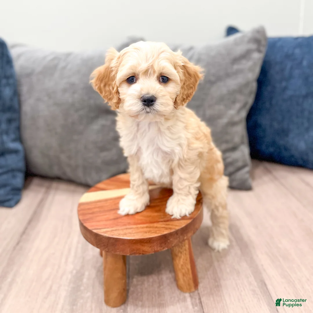 Cockapoo dogs for sale: Finn - Ad 2