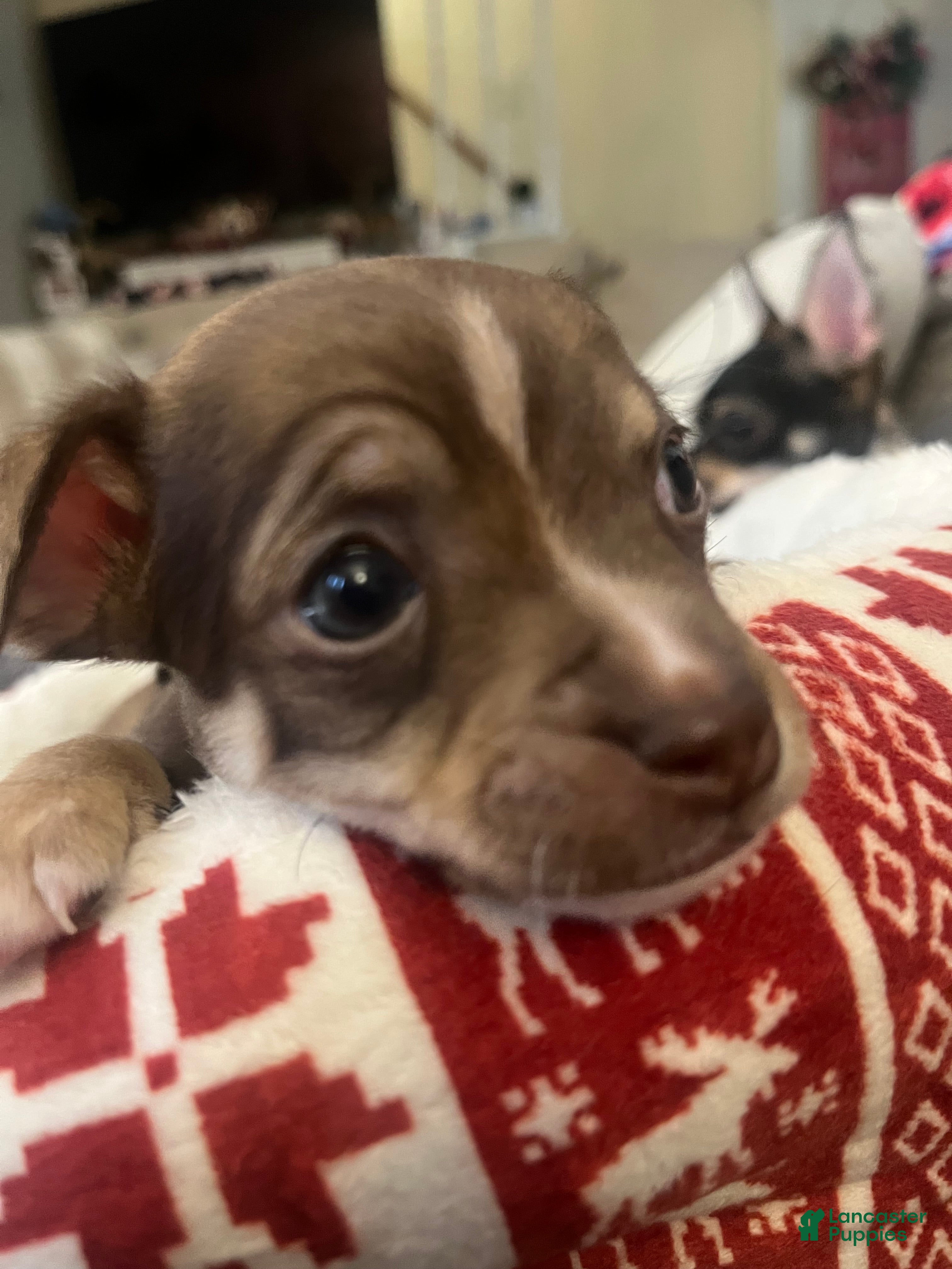 Chihuahua dogs Chihuahua Puppy 1 - Ad 34