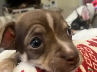 Chihuahua dogs Chihuahua Puppy 1 - Ad 8