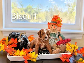 Mini Goldendoodle dogs Biscuit - Ad 30