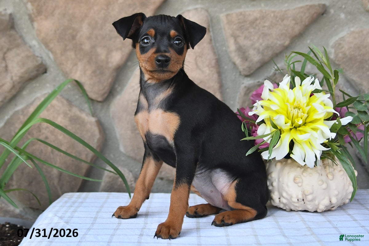 Miniature Pinscher dogs Cindy - Ad 2