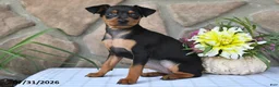 Miniature Pinscher dogs for sale: Cindy - Ad 2