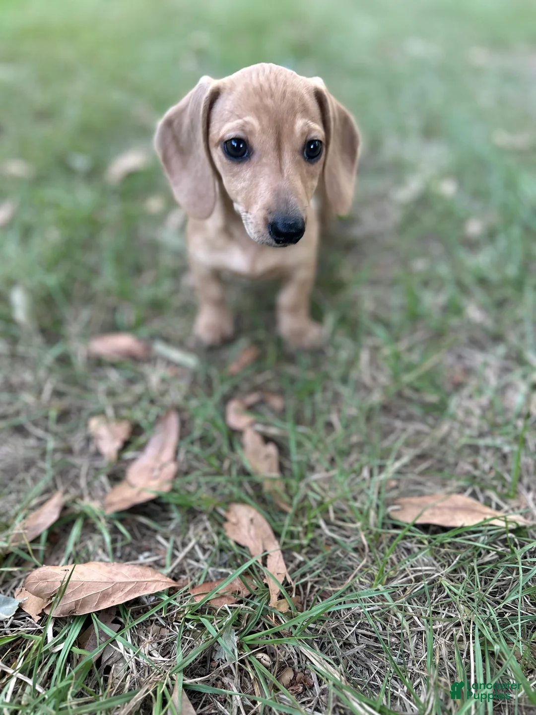 Miniature Dachshund dogs for sale: Peaches  - Ad 2