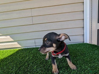 Chihuahua dogs - Ad 24