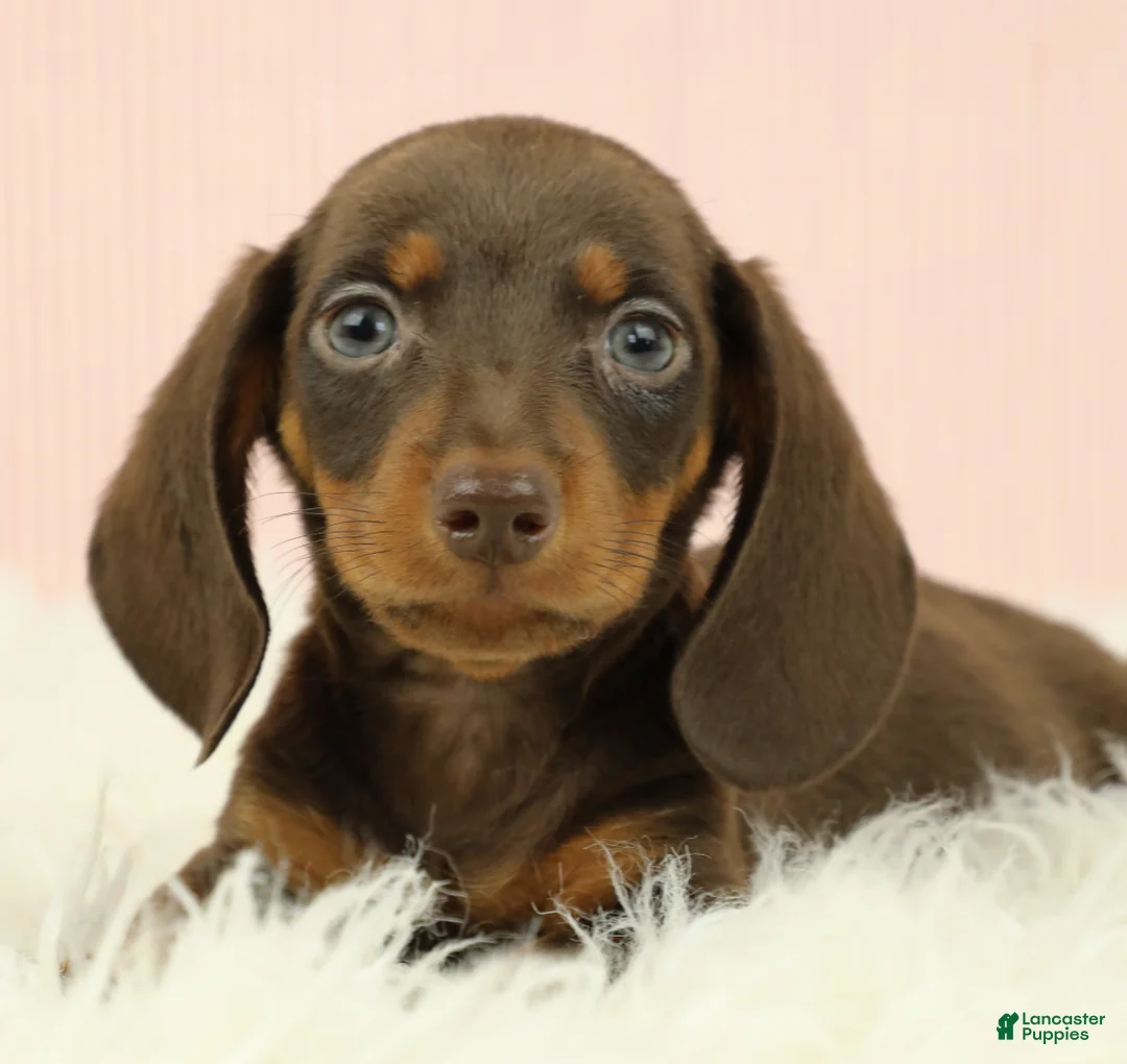 Miniature Dachshund dogs for sale: Loki 🦔 - Ad 1
