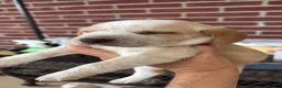 Beagle dogs for sale: Beagle 2 - Ad 8
