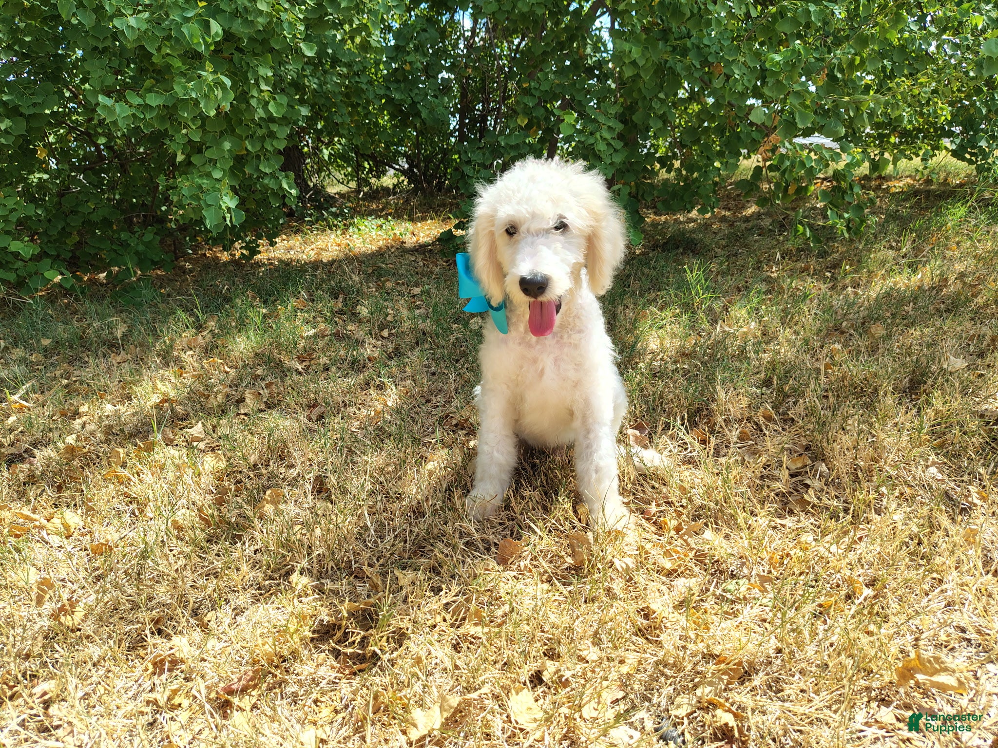 Mini Goldendoodle dogs Male 1 - Ad 1