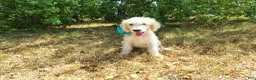 Mini Goldendoodle dogs for sale: Male 1 - Ad 1