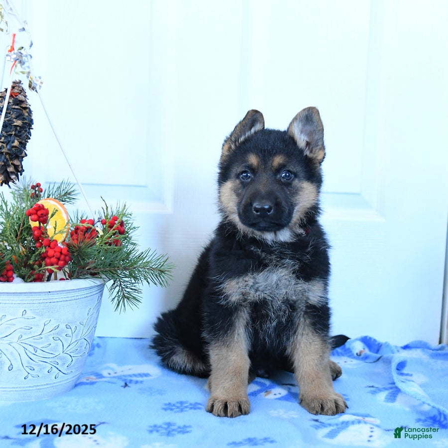 German Shepherd dogs Goose - Ad 4
