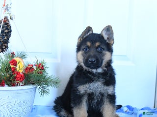 German Shepherd dogs Goose - Ad 4