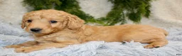 Mini Goldendoodle dogs for sale: Mini Goldendoodle Puppy 7 - Ad 3