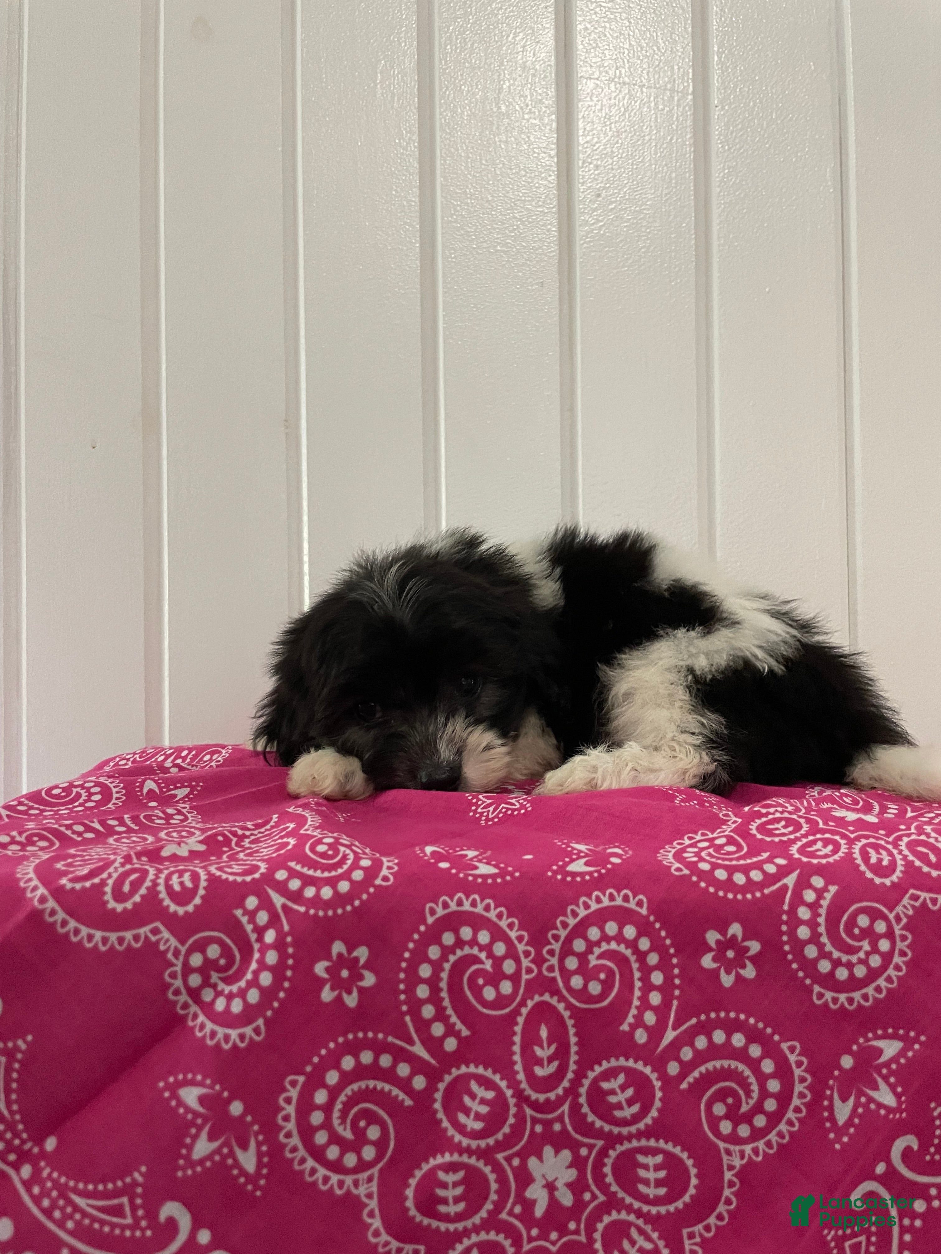 Maltipoo dogs Fifi  - Ad 2