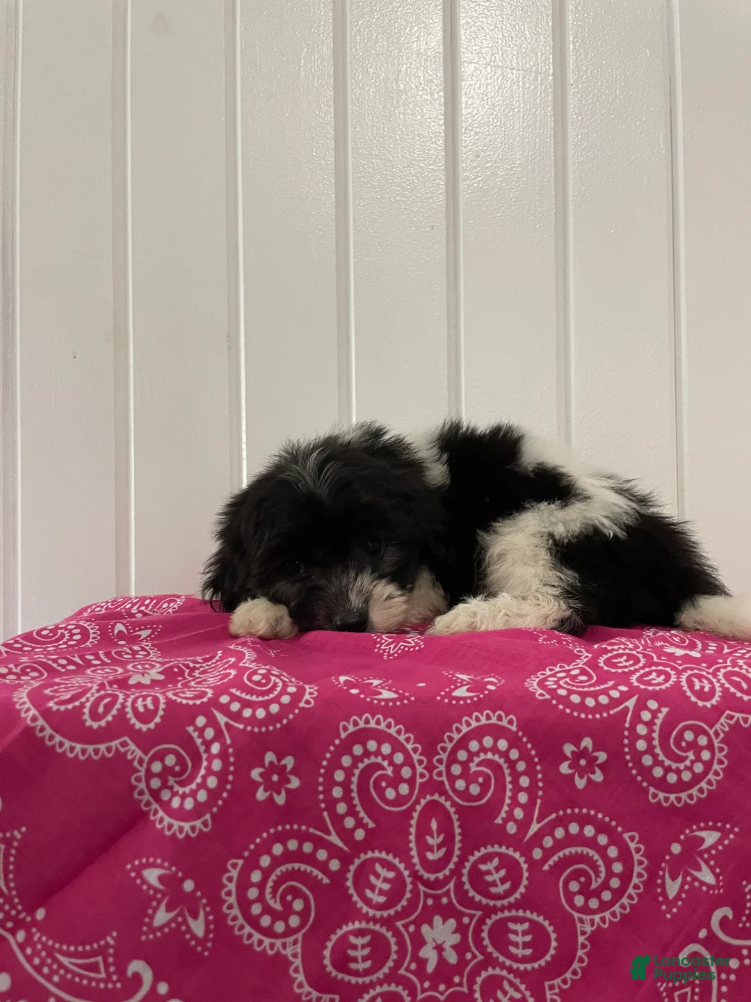 Maltipoo dogs for sale: Fifi  - Ad 2