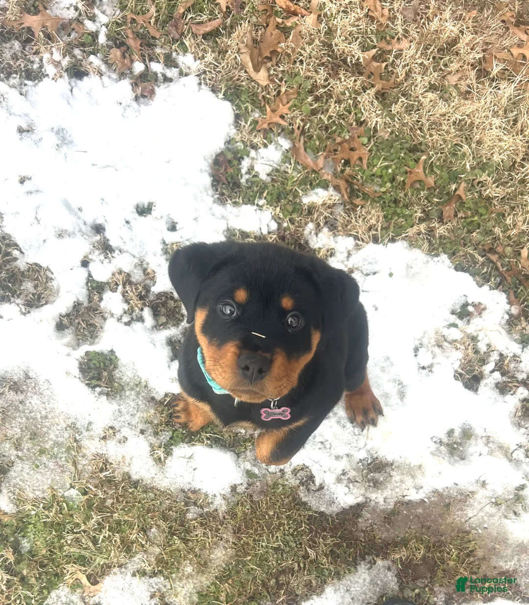 Rottweiler dogs for sale: Rottweiler Puppy 1 - Ad 3