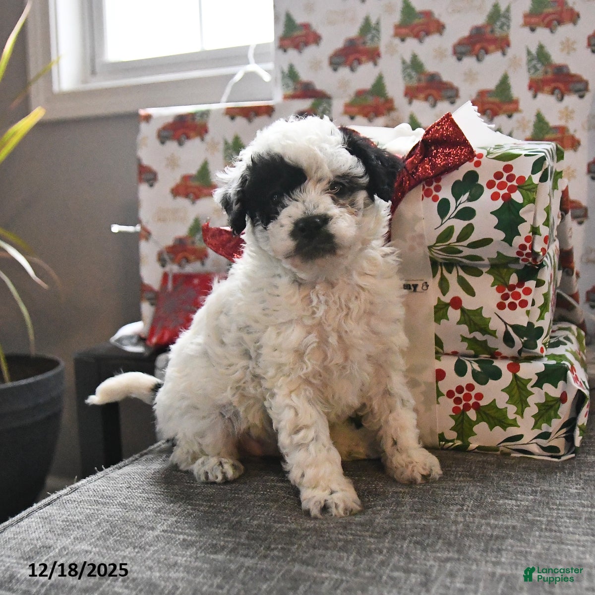 Toy Poodle dogs Wade  - Ad 10