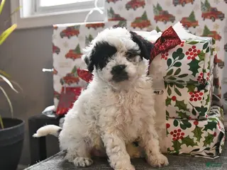 Toy Poodle dogs Wade - Ad 25