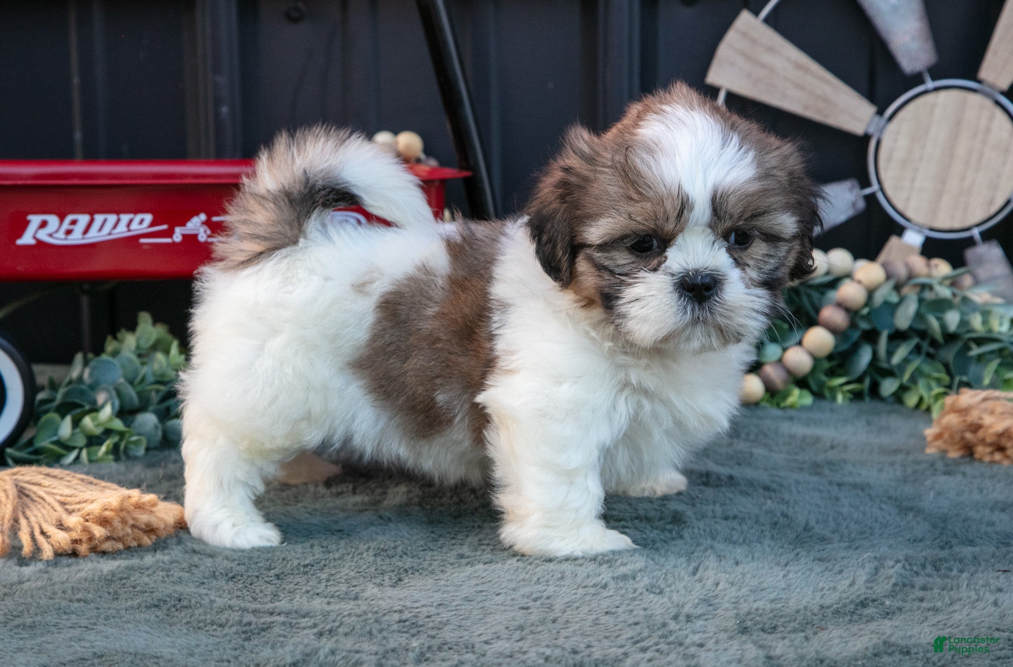 Shih Tzu dogs Melanie - Ad 1