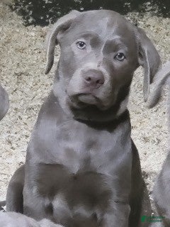 Labrador Retriever dogs Silver Labrador Retriever 3 - Ad 1