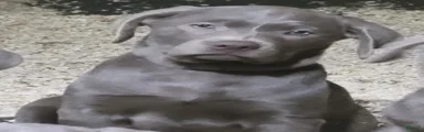 Silver Labrador Retriever 3