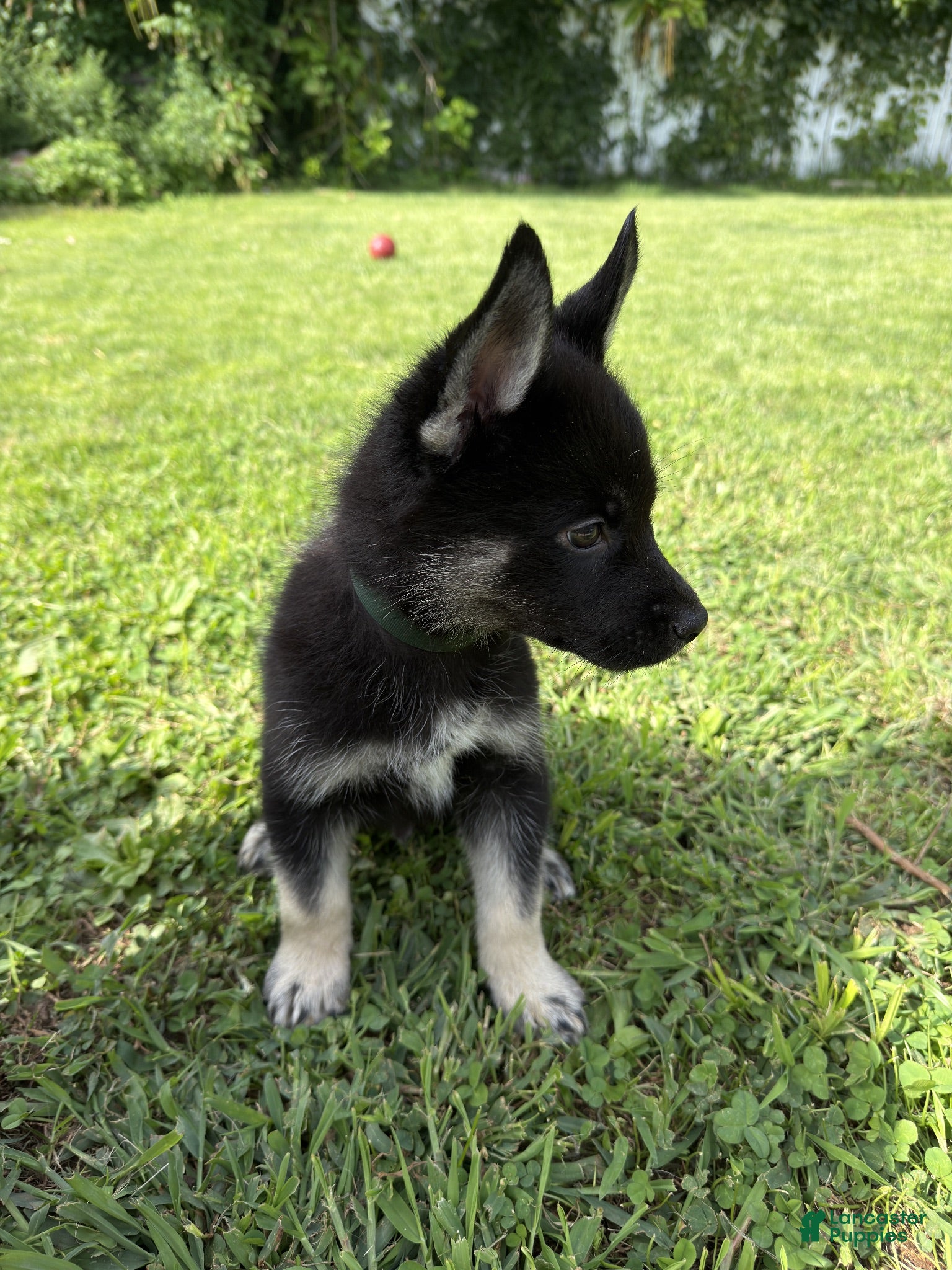 Gerberian Shepsky dogs Maximus - Ad 2