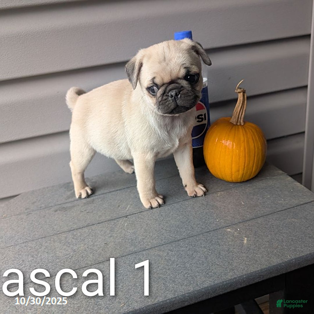 Pug dogs for sale: Rascal - Ad 10