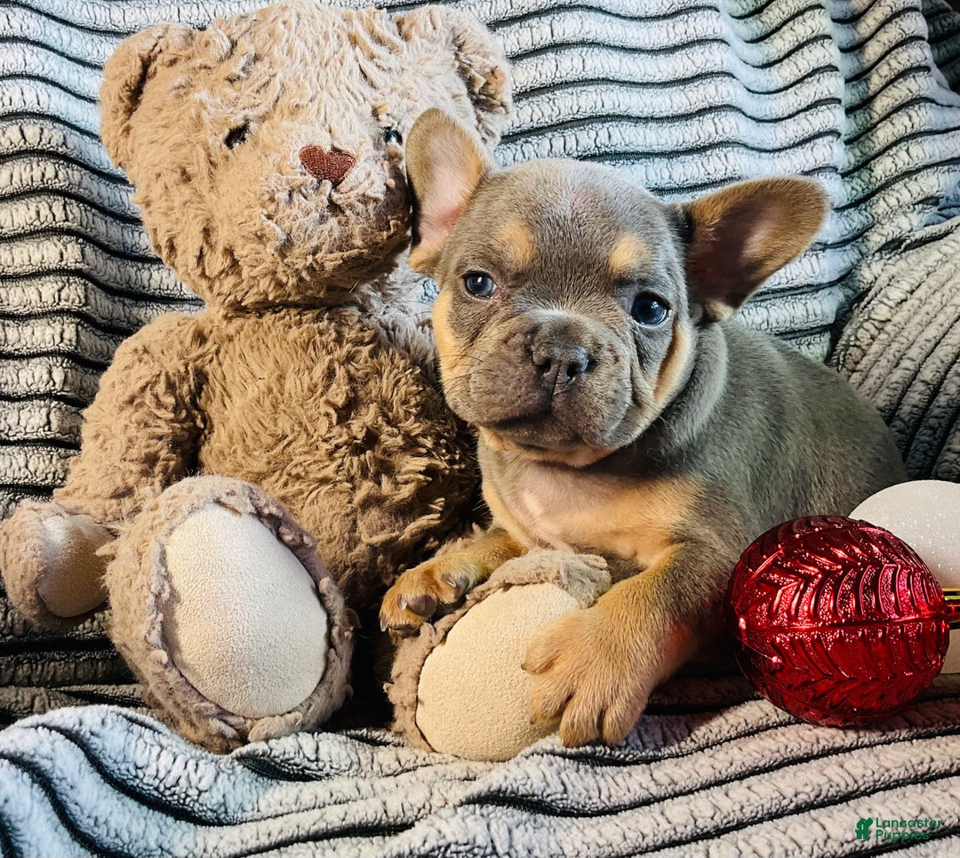 French Bulldog dogs for sale: Winston  - Ad 5