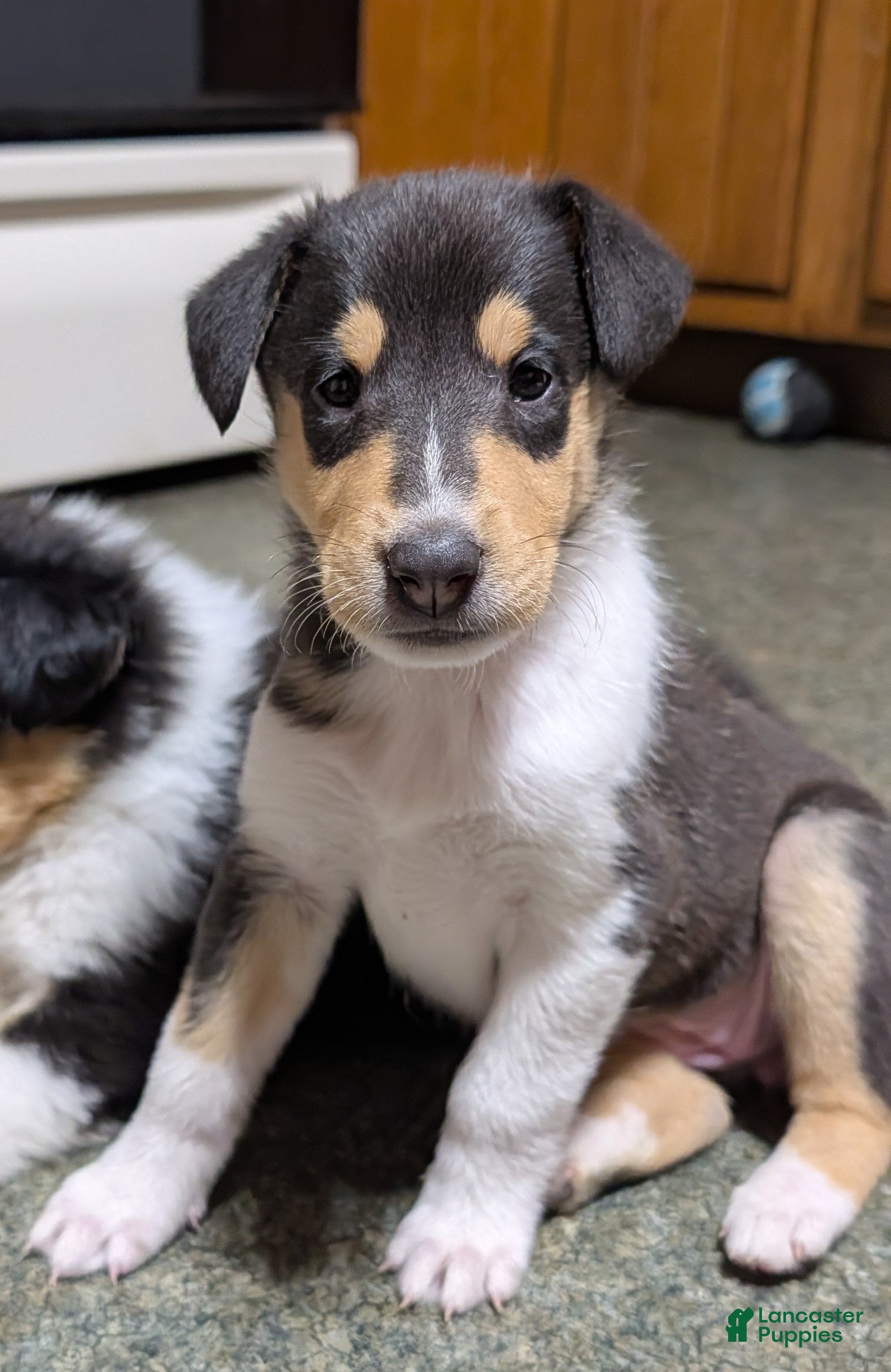 Collie dogs "Calliope" - Ad 5