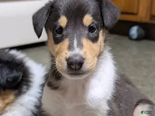 Collie dogs "Calliope" - Ad 4