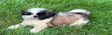 Shih Tzu 3