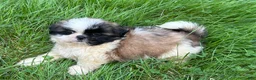 Shih Tzu dogs for sale: Shih Tzu 3 - Ad 1