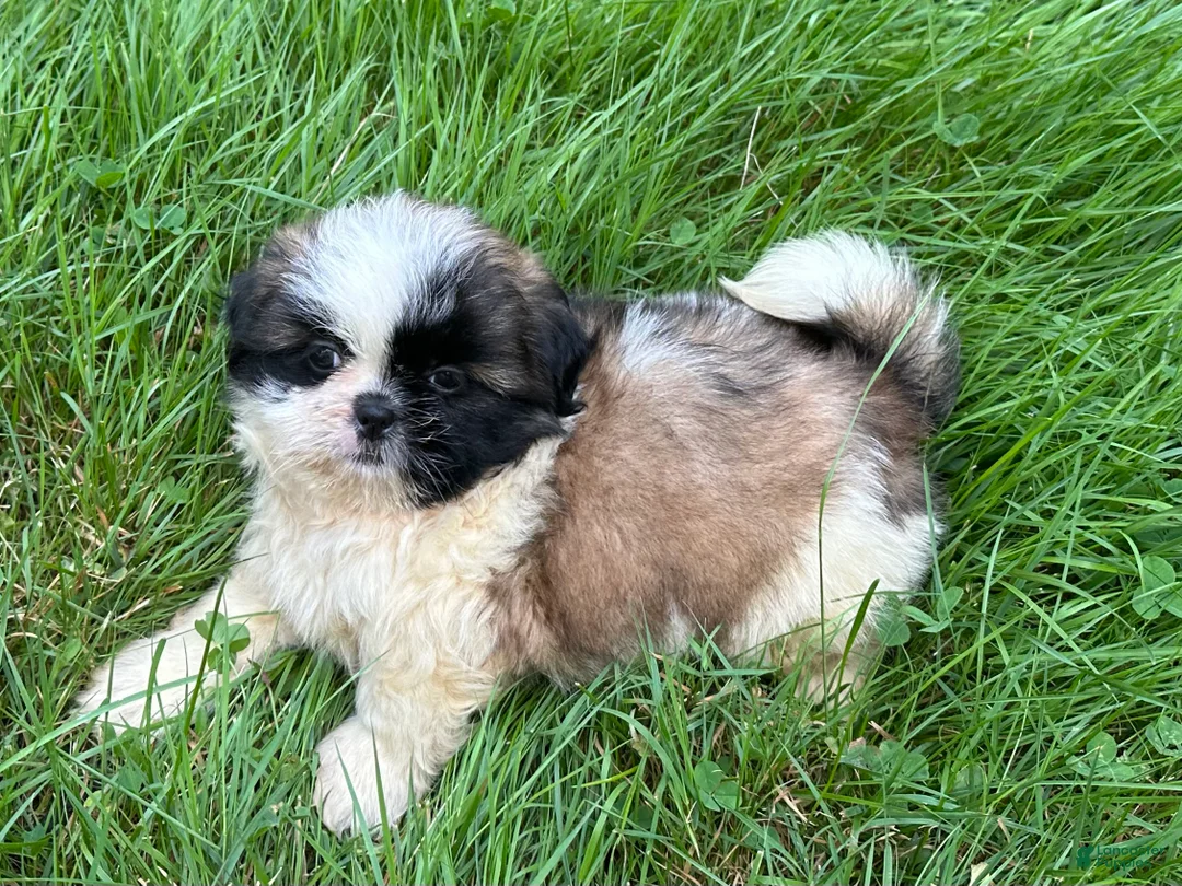 Shih Tzu dogs for sale: Shih Tzu 3 - Ad 1
