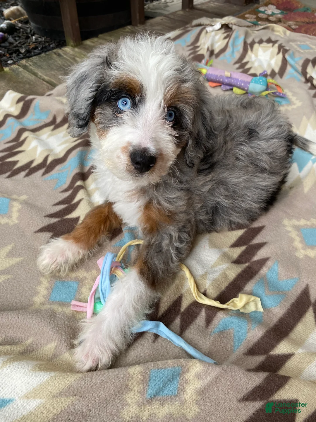 Aussiedoodle dogs for sale: Aussiedoodle 1 - Ad 2