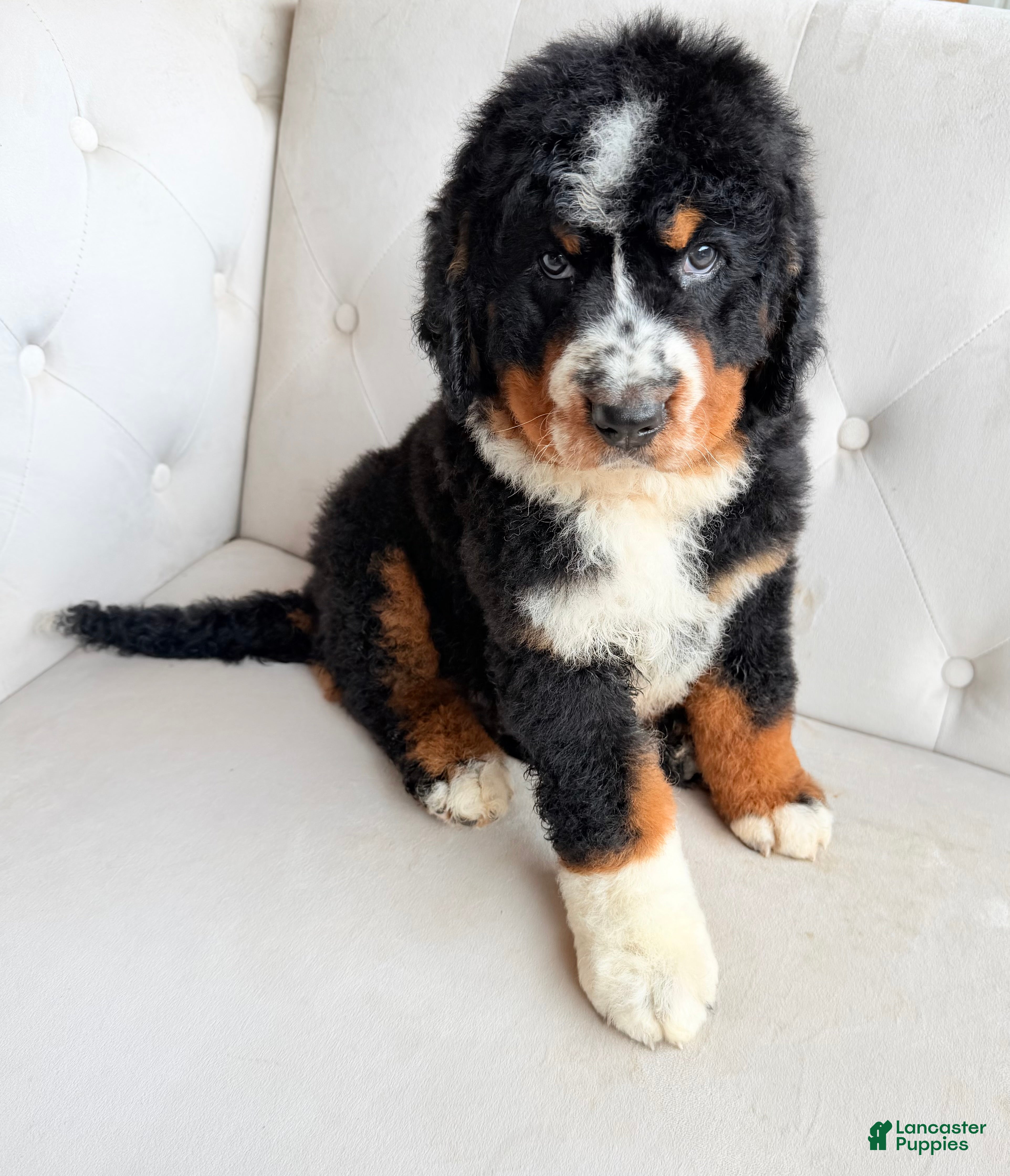Bernedoodle dogs Banner - Ad 1