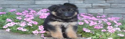 German Shepherd dogs for sale: Blaire  - Ad 3