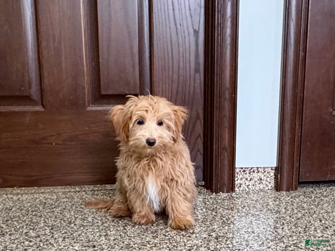 Maltipoo dogs for sale: Frankie - Ad 2