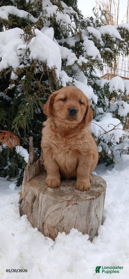 Golden Retriever dogs Missy - Ad 2