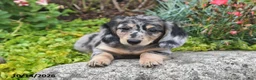 Miniature Dachshund dogs for sale: Autumn - Ad 1
