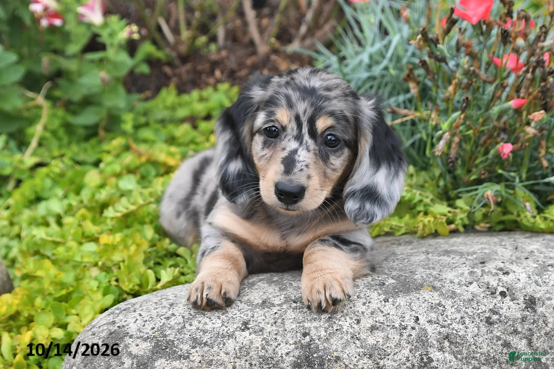 Miniature Dachshund dogs for sale: Autumn - Ad 1