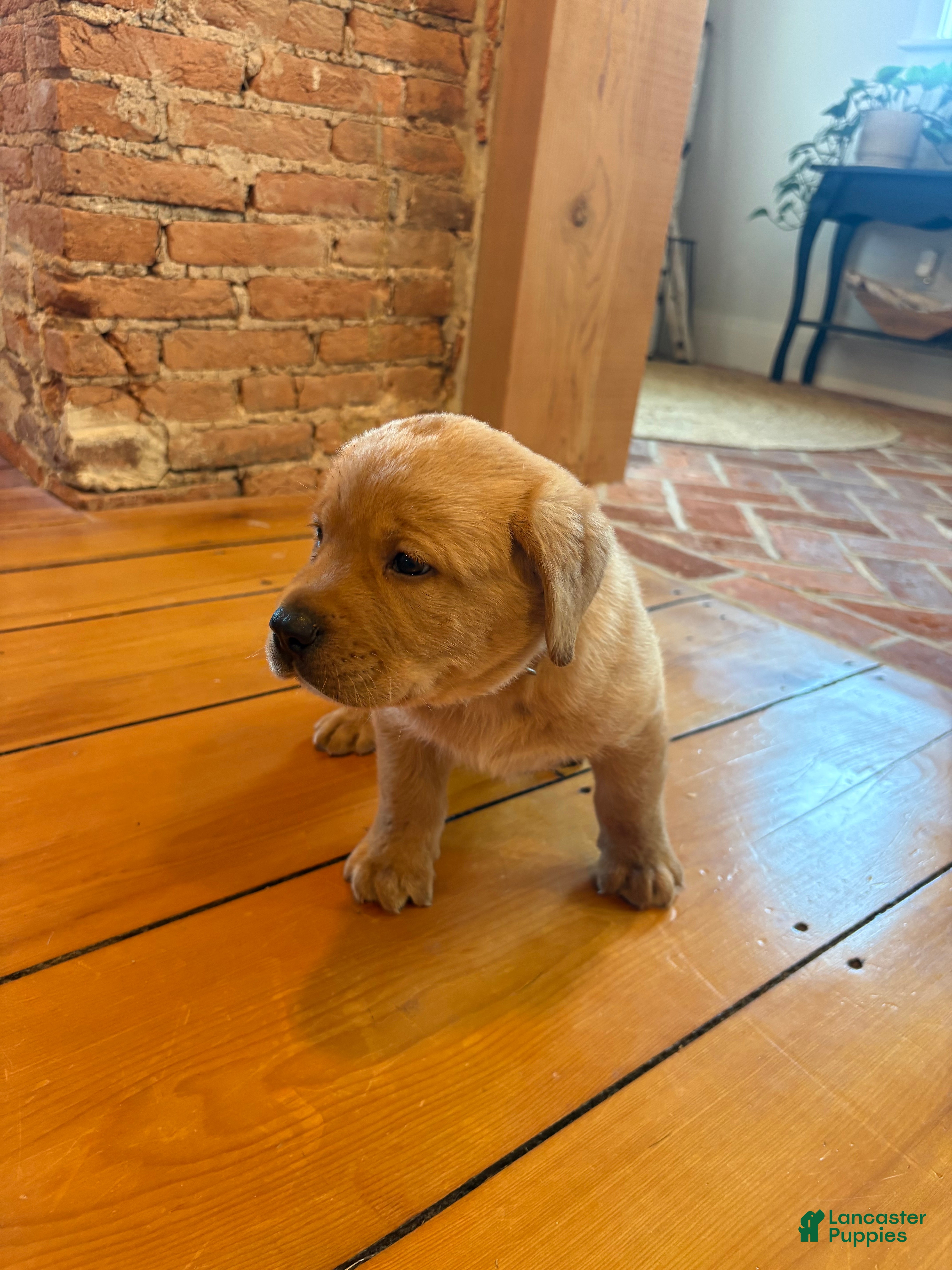 Labrador Retriever dogs Biscuit - Ad 2