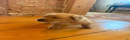Labrador Retriever dogs for sale: Biscuit - Ad 2