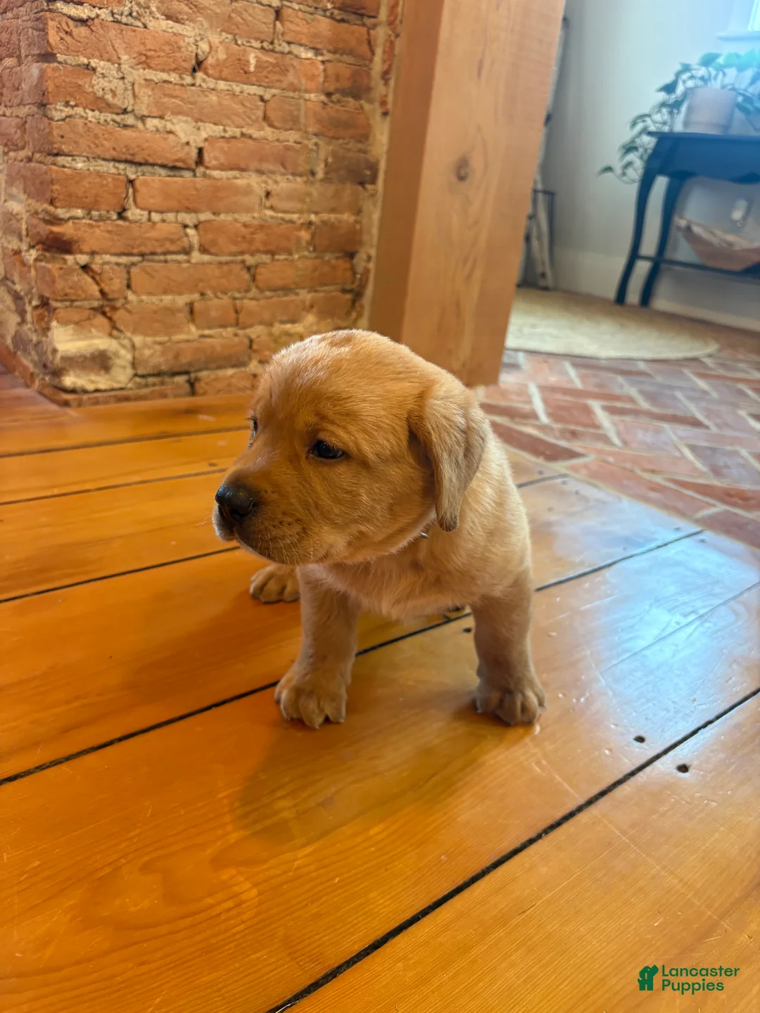 Labrador Retriever dogs for sale: Biscuit - Ad 2