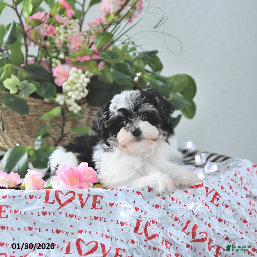 Havapoo dogs Elf EXTRA SMALL - Ad 26