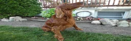 Irish Setter dogs for sale: Irish Setter 1 - Ad 2