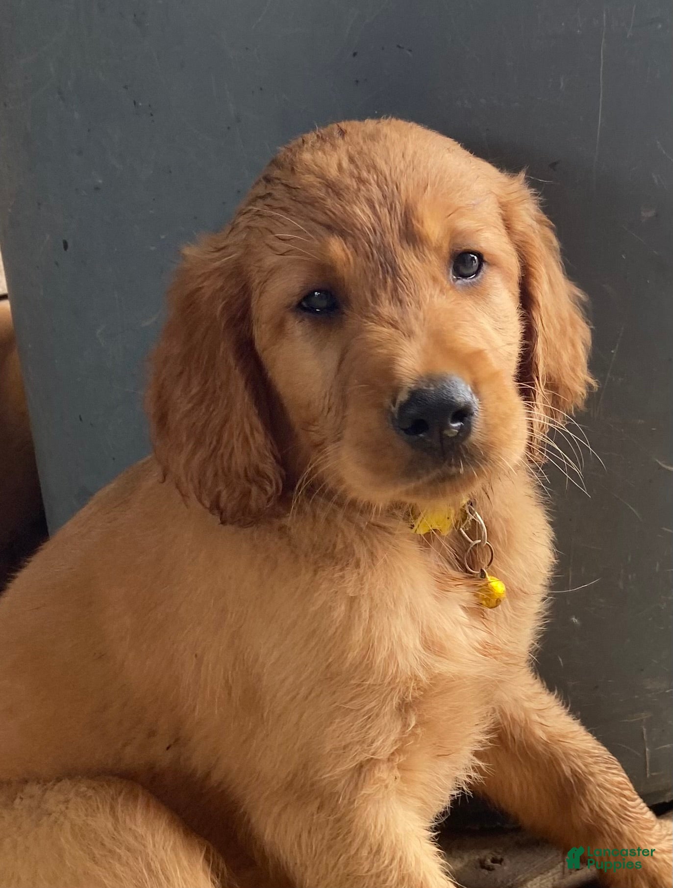 Mixed Breed dogs Sasha - Ad 2