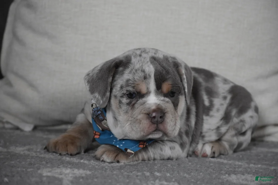 Beabull dogs for sale: Foster - Ad 6
