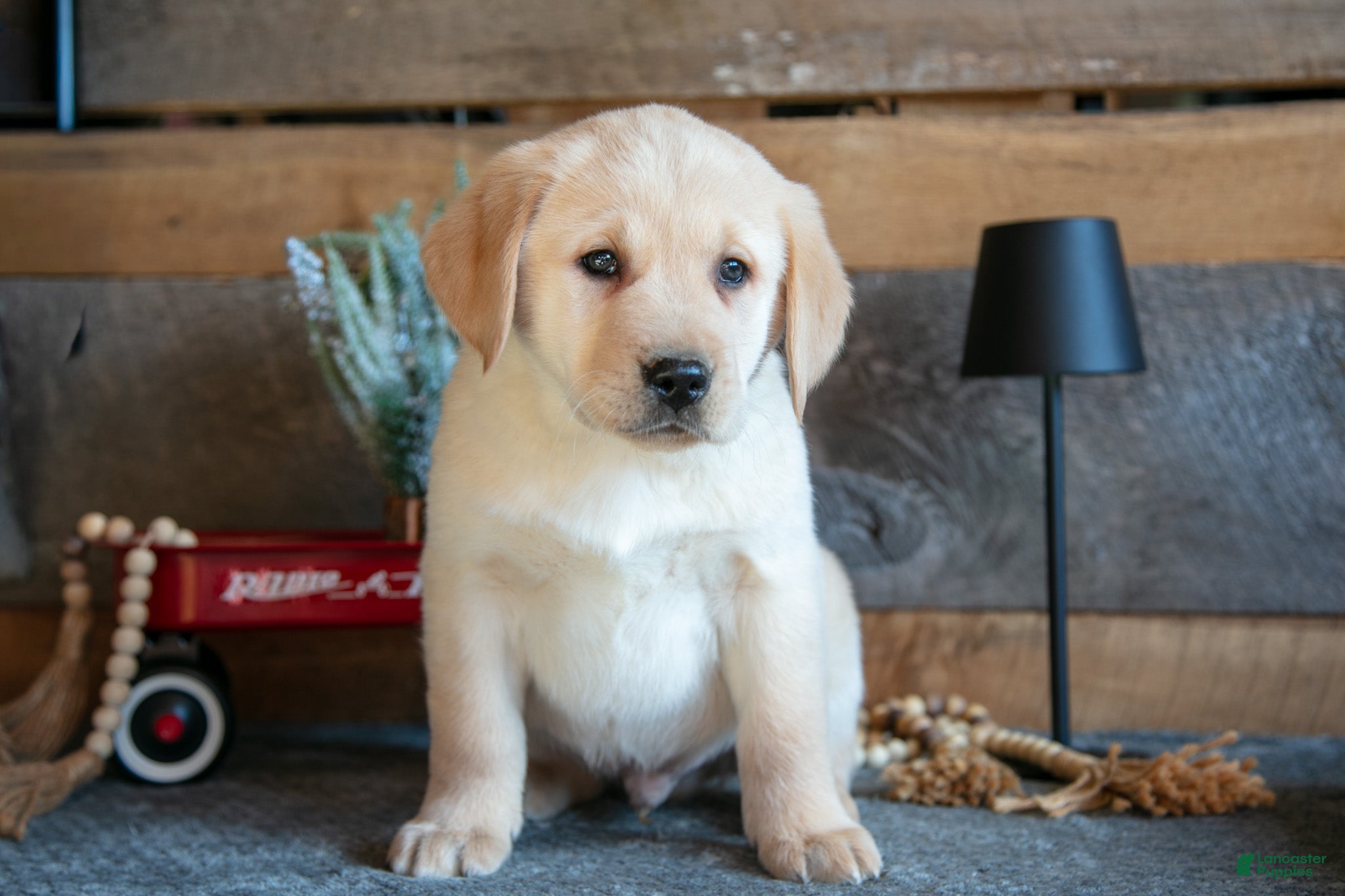 Goldador dogs Peter - Ad 12