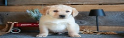 Goldador dogs for sale: Peter - Ad 1