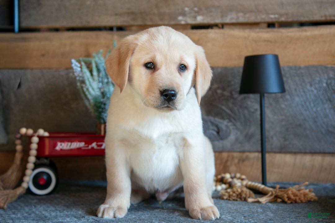 Goldador dogs for sale: Peter - Ad 1