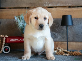 Goldador dogs Peter - Ad 12