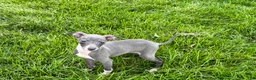 Italian Greyhound dogs for sale: Sydney  - Ad 12